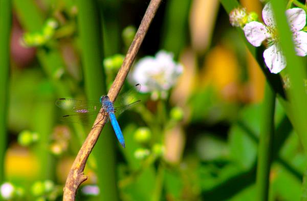 /Images/uploads/Sonoma County Regional Parks Foundation/springlake50/entries/29047thumb.jpg